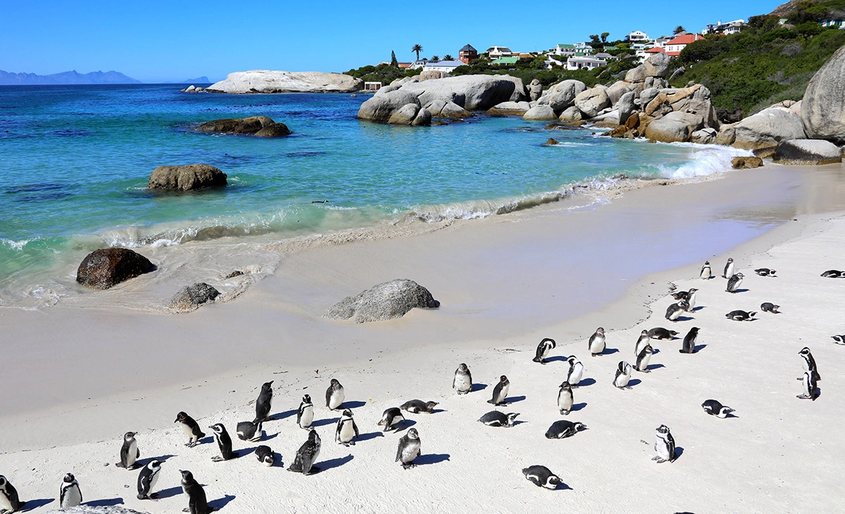 特色-南非克魯格國家公園獵奇12日之旅-博爾德斯企鵝生態保護區Boulders Beach Penguin Colony