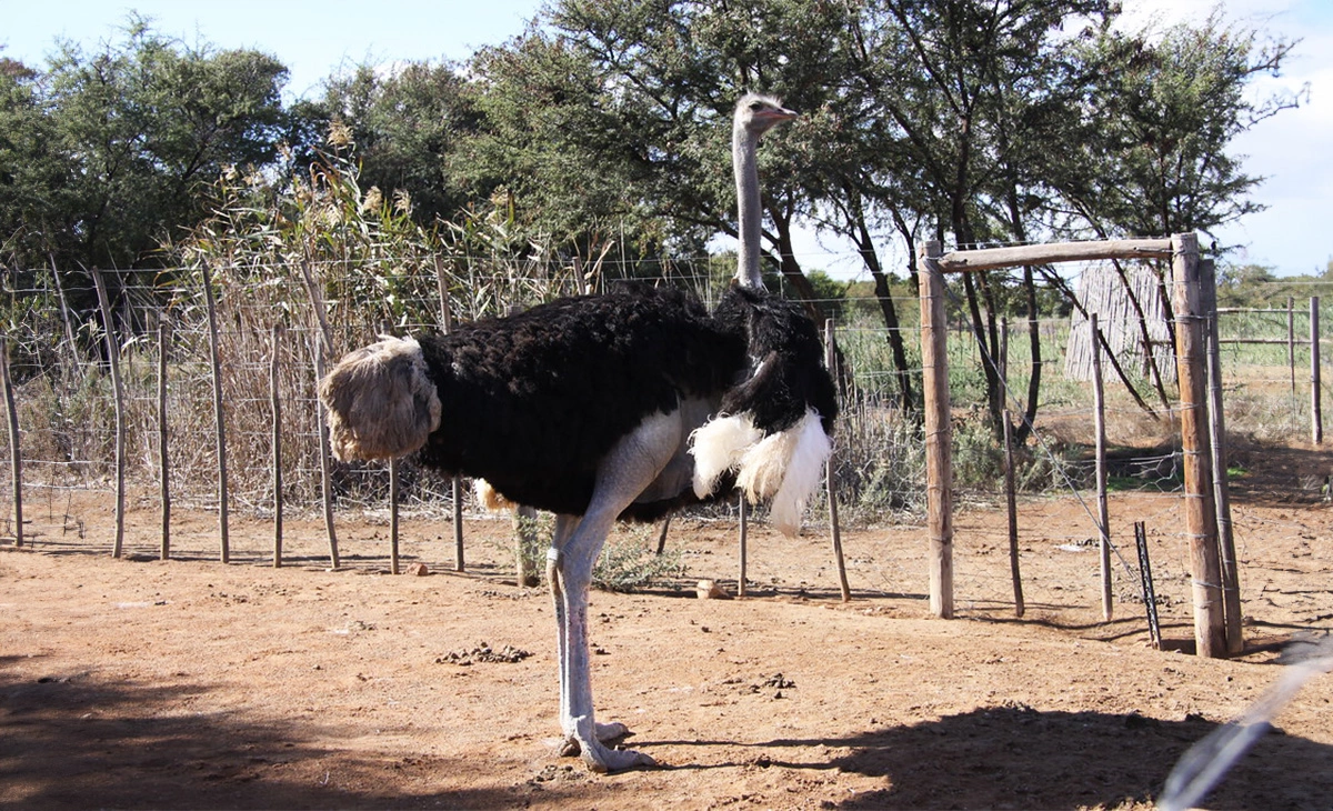 特色-南非克魯格國家公園獵奇12日之旅-鴕鳥養殖農場Oudtshoorn Ostrich Farm