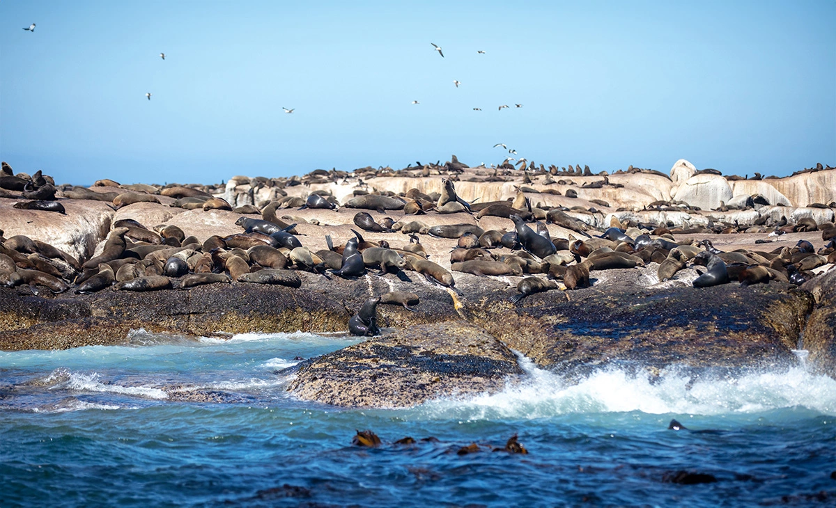 特色-南非克魯格國家公園獵奇12日之旅-海豹島Seal Island
