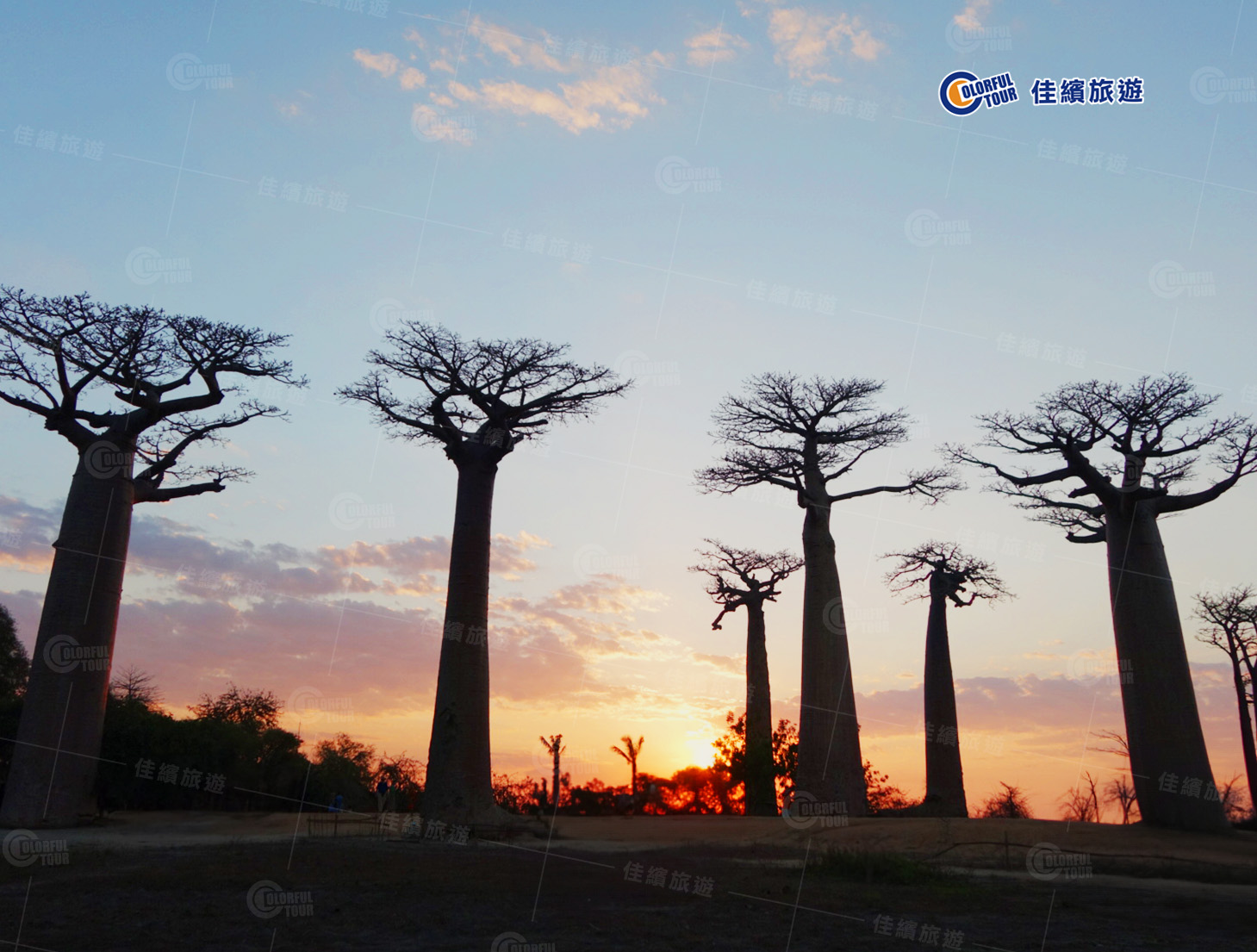 行程-香草五國-猴麵包樹剪影