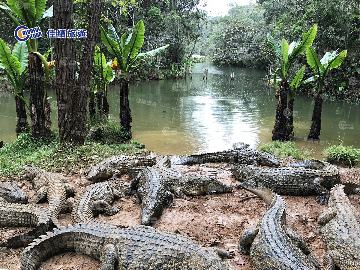 行程-香草五國-鱷魚谷
