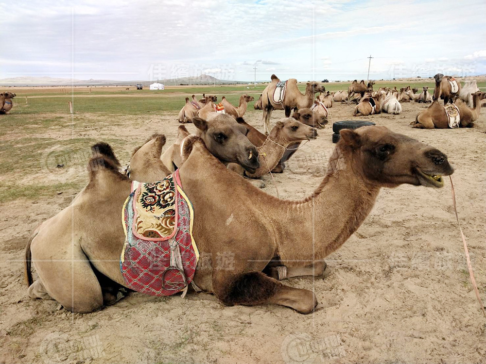 行程-蒙古-戈壁騎駱駝