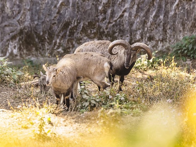 行程-不錫孟-《喜瑪拉雅山稀有動物保護園》zoological garden darjeeling