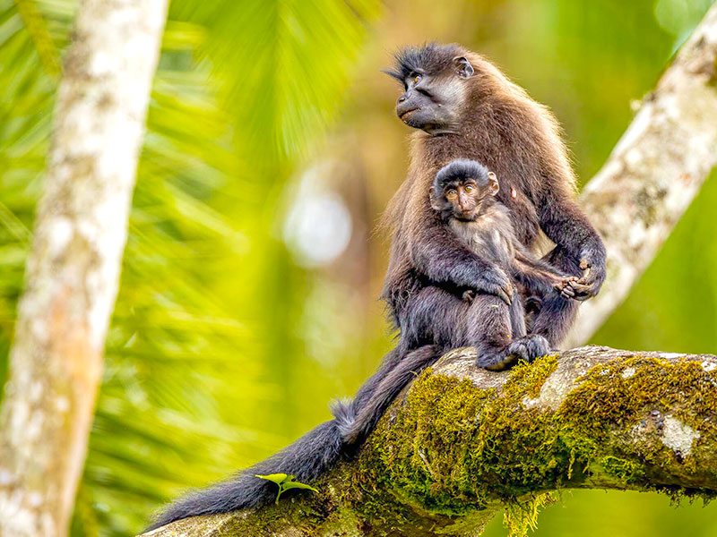 景點-烏干達-灰頰白眉猴