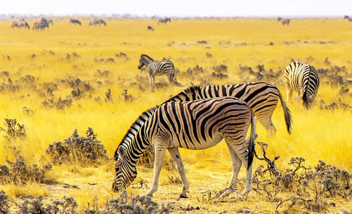 行程-納米比亞文化瑰寶經典豪華16天-埃頭莎國家公園Etosha National Park