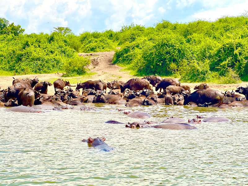 景點-烏干達-河馬和水牛