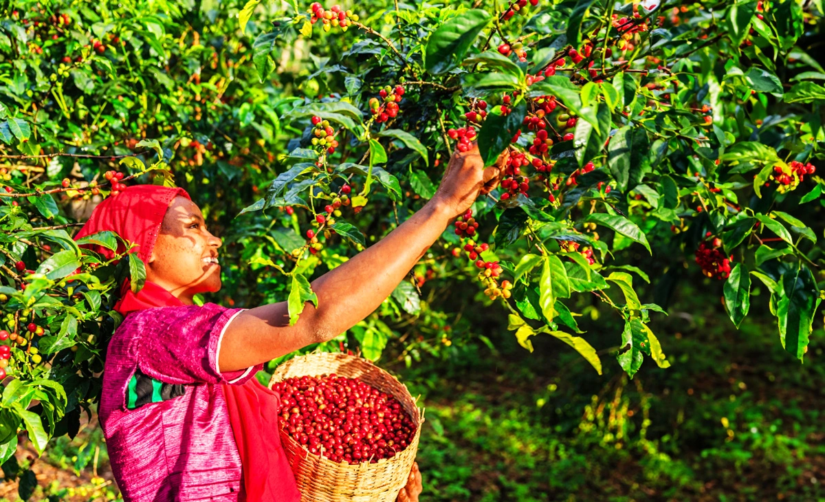 行程-衣索比亞法櫃奇兵15天-衣索匹亞咖啡Ethiopian coffee