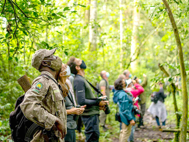 景點-烏干達-只有專業的巡林員才找得到